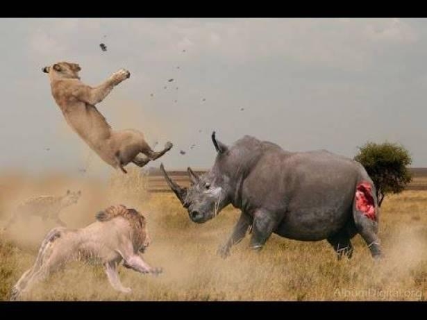بالفيديو: أشرس المعارك بين الحيوانات البرية