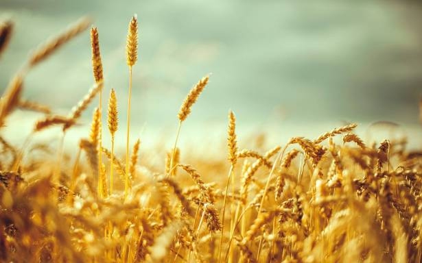 مؤسسة إكثار البذار تبدأ استلام مئات الأطنان من القمح والشعير لهذا الموسم