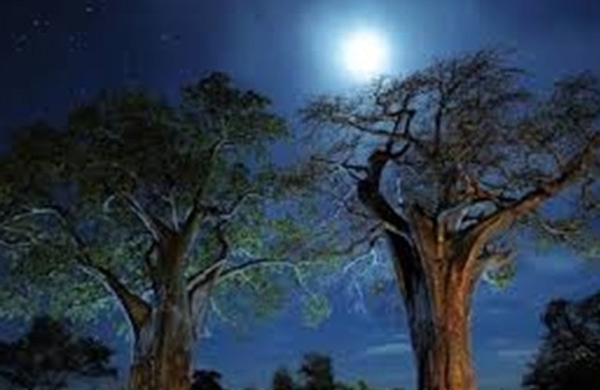  علماء أمريكيون : الأشجار تنام ليلا 