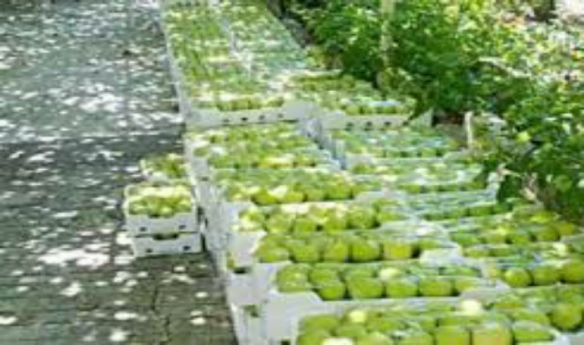 وزارة التجارة السورية ستشتري كامل محصول التفاح من المزارعين 