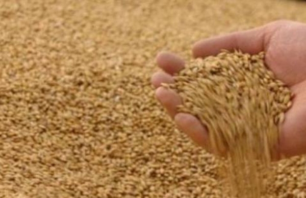 مليون طن من القمح الروسي سيصدر إلى سورية