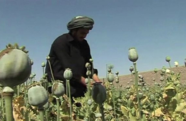 الأمم المتحدة: إنتاج الأفيون من أفغانستان يرتفع بنسبة 43%