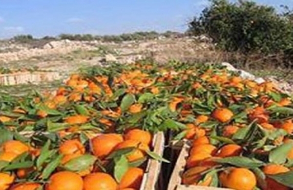 هيئة دعم الإنتاج:تصدير الحمضيات إلى لبنان بدءا من الشهر الحالي 