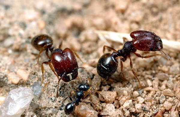 دراسة .. النمل عرف الزراعة قبل الإنسان منذ آلاف السنين ..!
