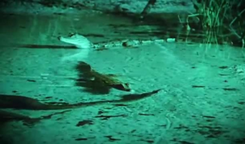 بالفيديو..لحظة التهام أفعى أناكوندا عملاقة لتمساح ضخم