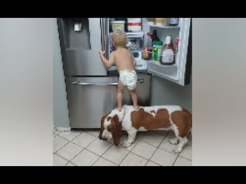  بالفيديو.. كلب يساعد طفل جائع يشعل مواقع التواصل الاجتماعي   
