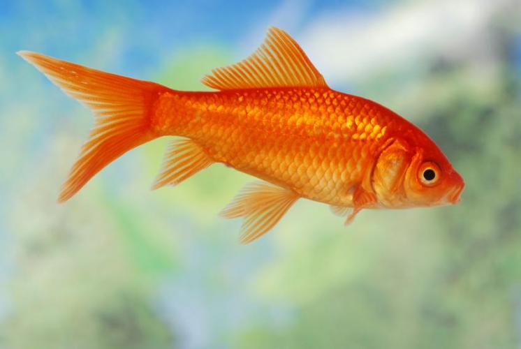 بطريقة مذهلة.. السمكة الذهبية تعيش من دون أوكسجين ..!