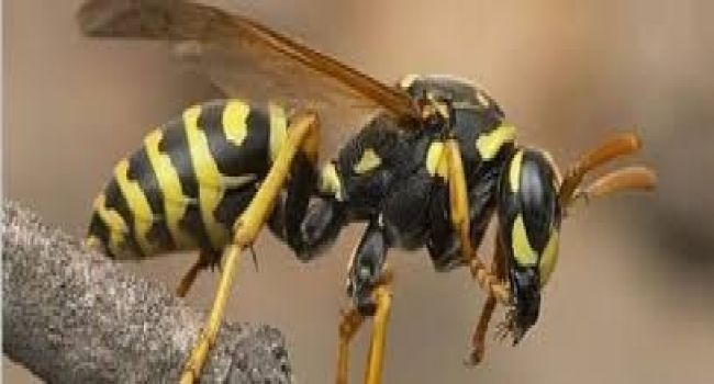  بالفيديو.. تعرف على استراتيجية النحل في مواجهة الدبور الياباني العملاق !! ..
