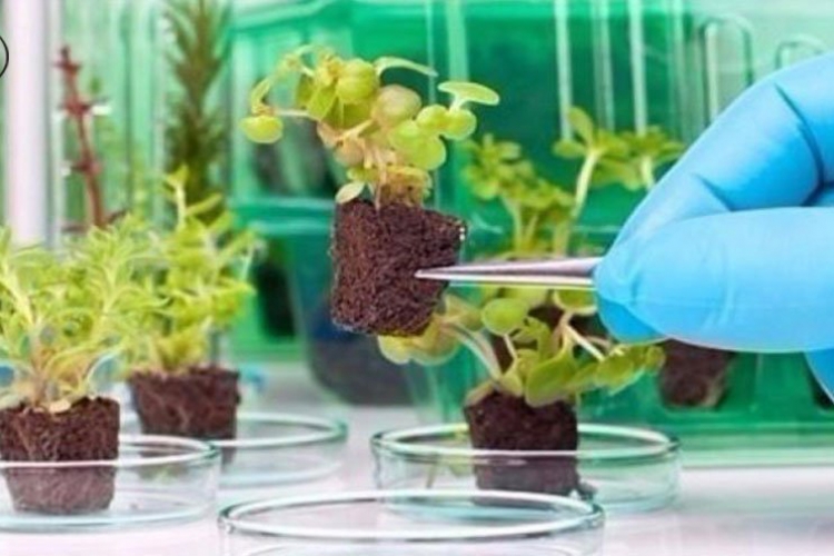 تكنولوجيا تحول النباتات لأجهزة تجسس عالية الدقة