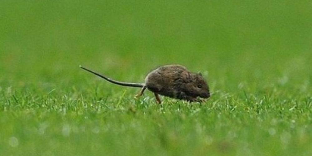 الفئران تهدد ملعب كرة قدم في بريطانيا..!؟