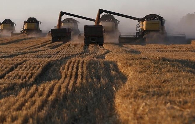 البذور السورية تنقذ محاصيل القمح في الولايات المتحدة