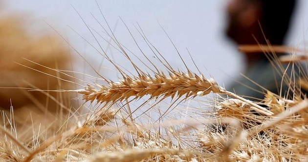  الحكومة تحدد سعر كيلو القمح من الفلاحين بـ 175 ليرة