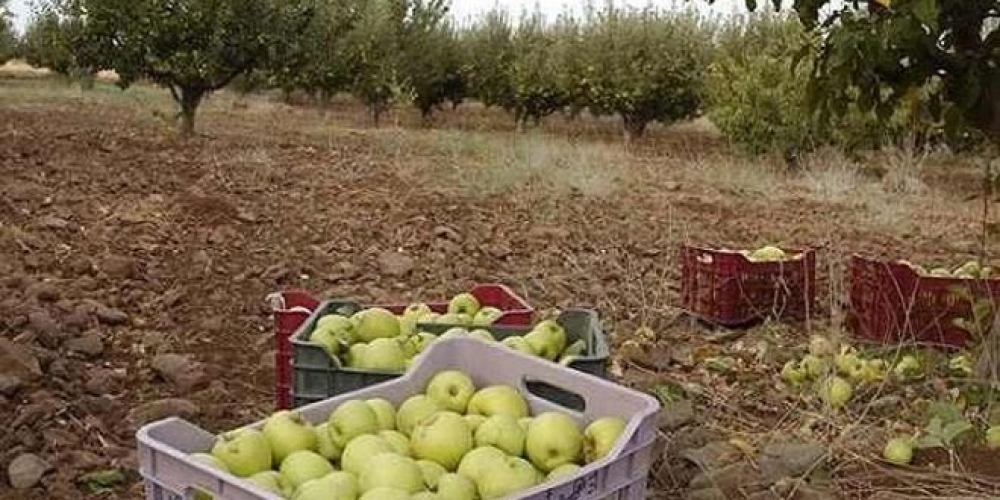  مديرية زراعة القنيطرة: إنتاج المحافظة من التفاح يقدر بـ 3780 طناً
