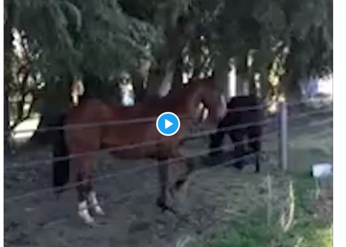 حصان فائق الذكاء يثير مواقع التواصل الاجتماعي – فيديو