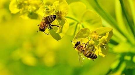  النحل يتسبب بسجن مزارع سويدي لمدة عام