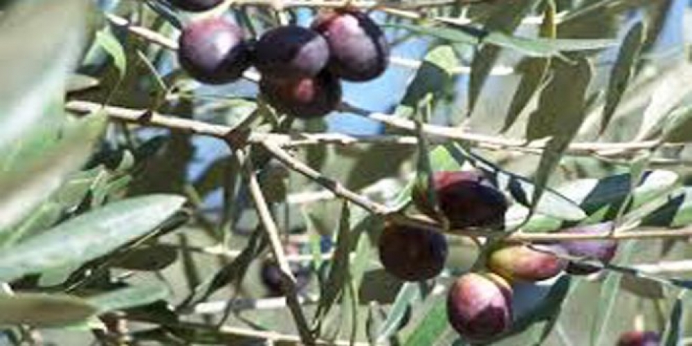 محصول الزيتون… بين شكوى المزارعين ووعود المعنيين ومخاوف المستهلكين من الأسعار