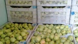 السورية للتجارة تشتري تفاح المزارعين حتى 250 ليرة للكيلو