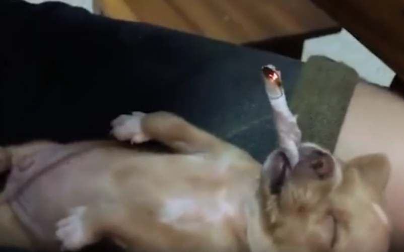  بالفيديو.. كلب يستلقي على ظهره ويدخن سيجارة حشيش