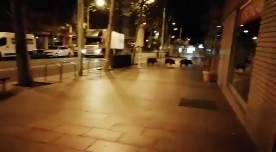  خنازير برشلونة تتسلل إلى شوارعها