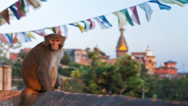  القرود تؤرق الحكومة الهندية قبل انتخابات صعبة
