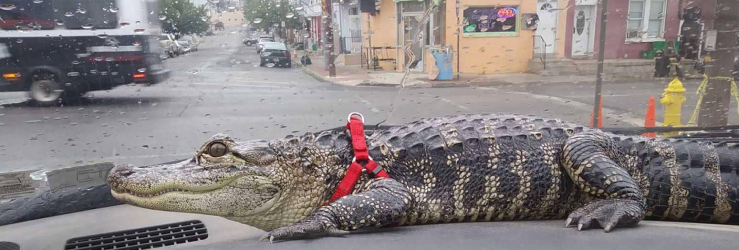 بالصور: تمساح ينقذ صاحبه من الاكتئاب