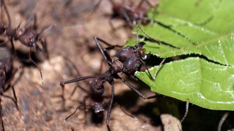 انخفاض أعداد الحشرات يهدد العالم بكارثة