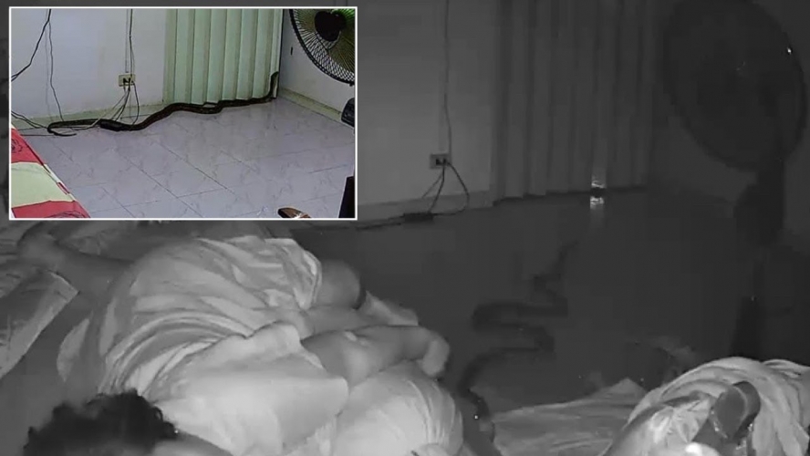  ثعبان ينقض على امرأة أثناء نومها - فيديو