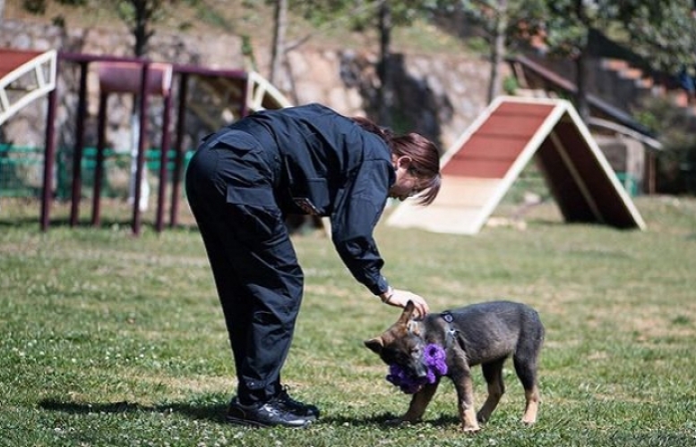 استنساخ أول كلب شرطة في الصين