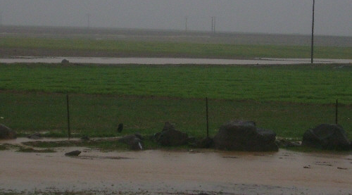 تضرر 8100 هكتار مزروعة بالقمح والشعير نتيجة السيول في الحسكة