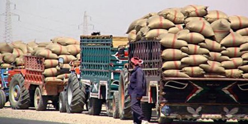 خلال يومين.. السورية للحبوب اشترت أكثر من 9 آلاف طن من الأقماح
