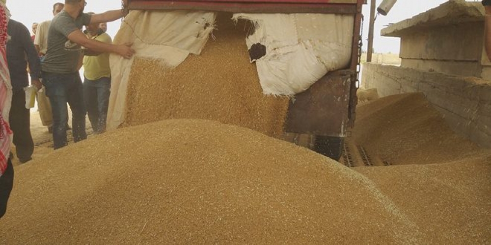 تحديد موعد لاستلام القمح “دوغما” من المزارعين في السويداء