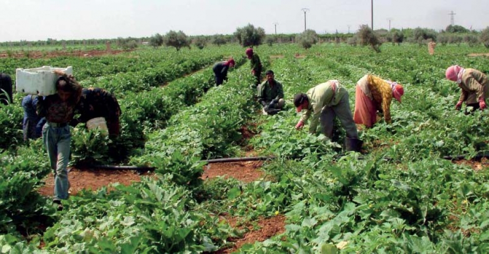 9 أسباب لتردي الزراعة في سورية و 14 مقترحاً لتطويرها.. خبير اقتصادي: تجار سوق الهال يتحكمون بالتسويق الزراعي