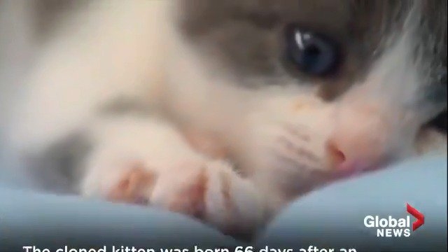 بالفيديو ولأول مرة في الصين.. استنساخ قطة!