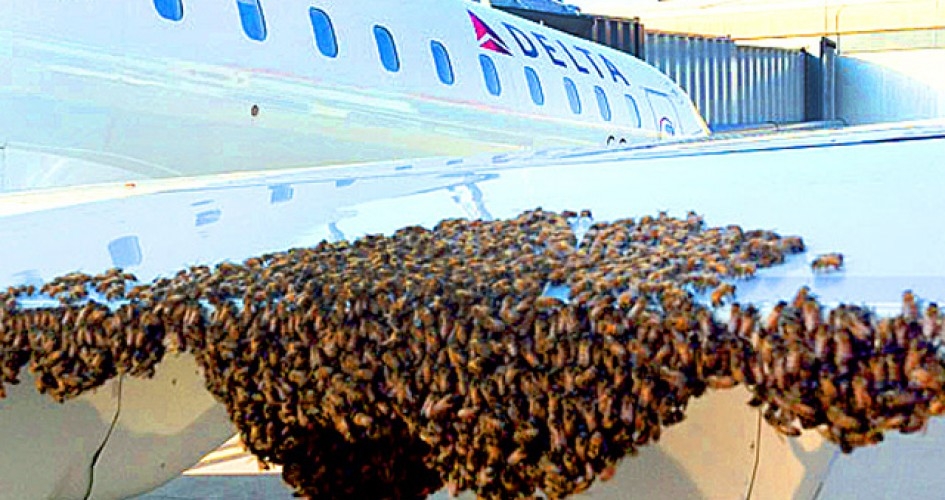 سرب من النحل يؤخّر إقلاع طائرة