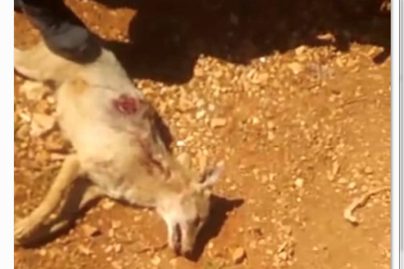  حيوان الجريدة يهاجم مواطنيين سوريين في لبنان