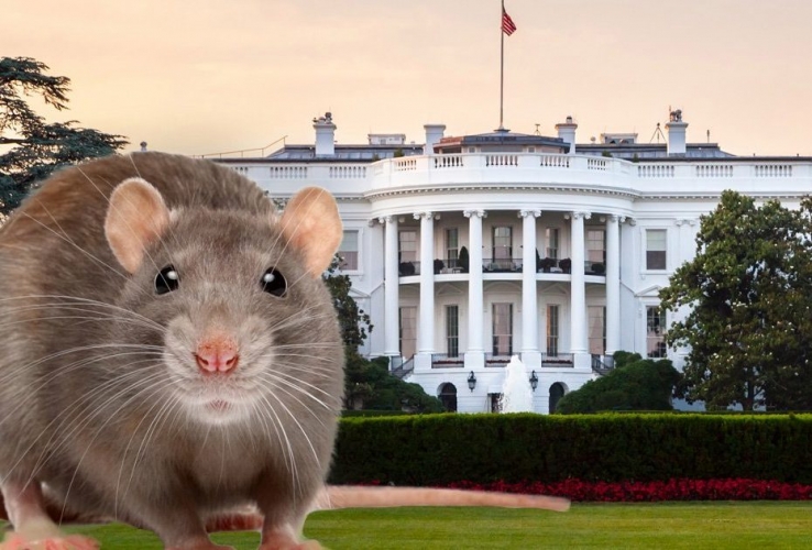 فأر يثير ذعر الصحفيين في البيت الأبيض!