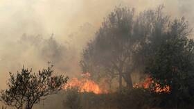  الزراعة تجدد تأكيدها على أن الحرائق في الغابات السورية مقصودة