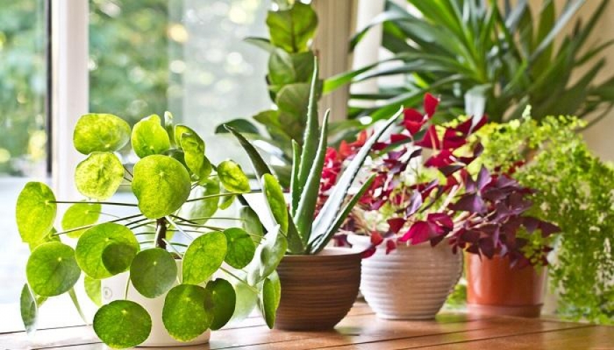  النباتات المنزلية مهمة لكنها في الحقيقة لا تقوم بتنقية الهواء