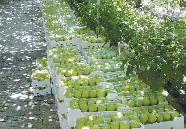 تصدير 740 طناً من تفاح السويداء