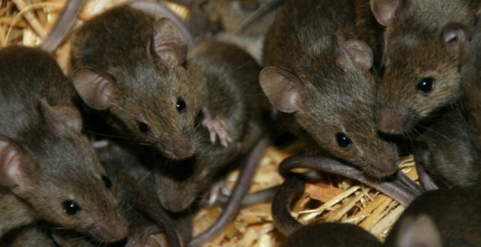 الفئران تأكل الجثث المكدسة في مركز للتبرع بالأعضاء...فضيحة تهز فرنسا   