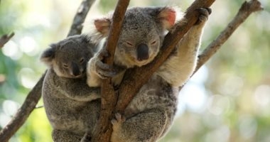 حرائق الغابات الأسترالية تودي بحياة 2000 حيوان كوالا