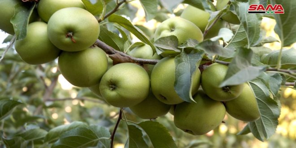 تصدير 3200 طن من تفاح السويداء إلى مصر والسودان