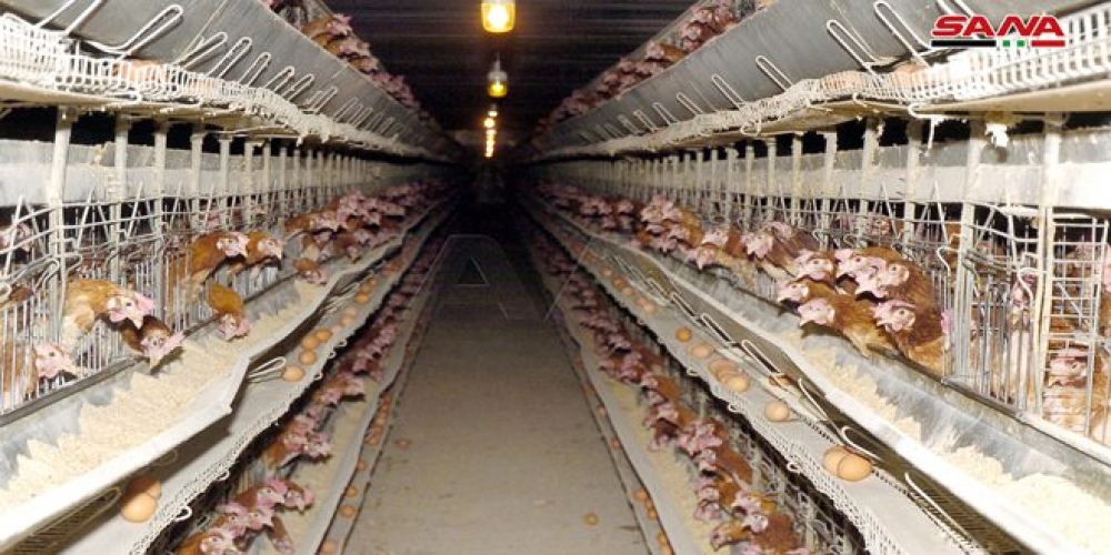 منشأة دواجن السويداء تفتح باب بيع الدجاج البياض للمواطنين بأسعار رمزية   