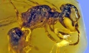 99 مليون عام... العثور على أقدم نحلة في التاريخ