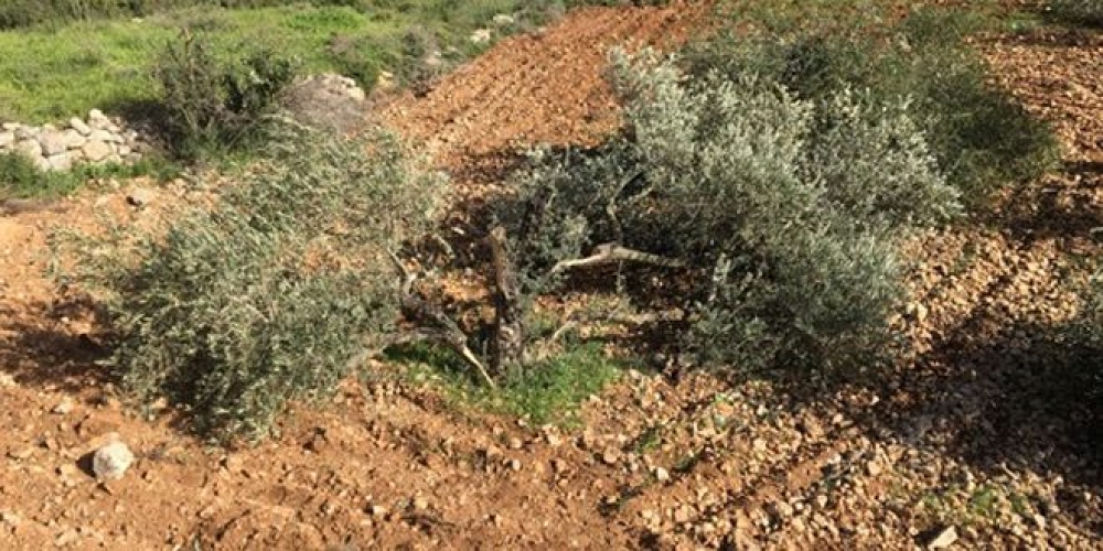 مستوطنون إسرائيليون يقطعون مئات أشجار الزيتون شرق رام الله   