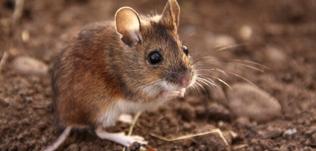 اكتشاف جديد على الفئران قد يقضي على ظاهرة العنف عند البشر   