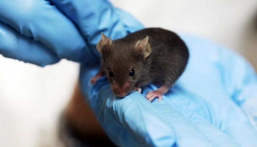 التّوصّل للقاح مضاد لفيروس كورونا، نجح مع الفئران