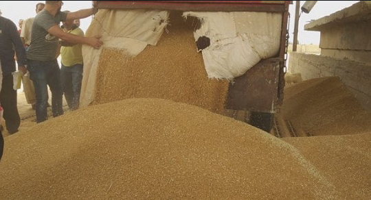 السورية للحبوب: زيادة عدد مراكز استلام القمح والعاملين لتسريع وتيرة العمل