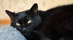  في فيتنام.. أكل القطط السوداء يشفي من فيروس كورونا!