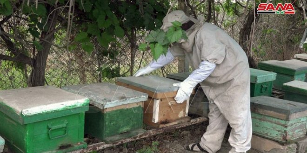 تربية النحل تعود إلى ضفاف الفرات بعد انقطاع 8 سنوات